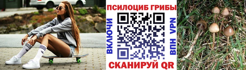 Купить где  Нефтегорск  Галлюциногенные грибы Psilocybe 